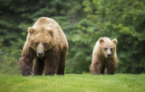 Spotting bears in Canada