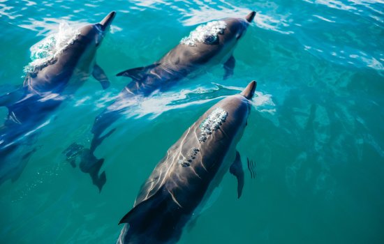 Wildlife of New Zealand