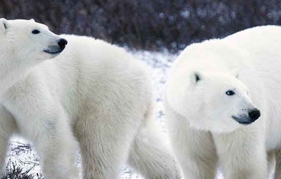 Churchill Polar Bear Experience