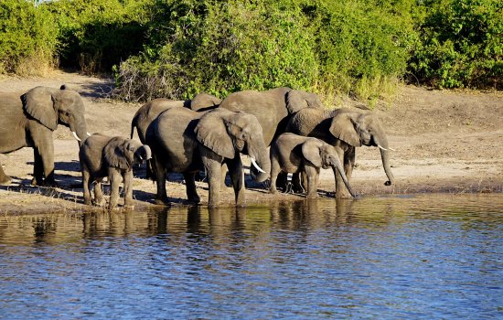 Chobe National Park