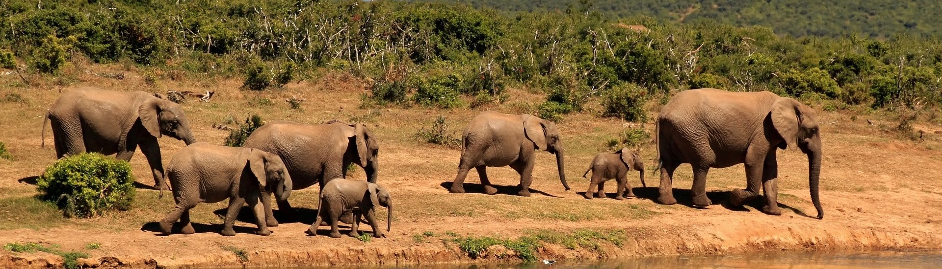 Elephants