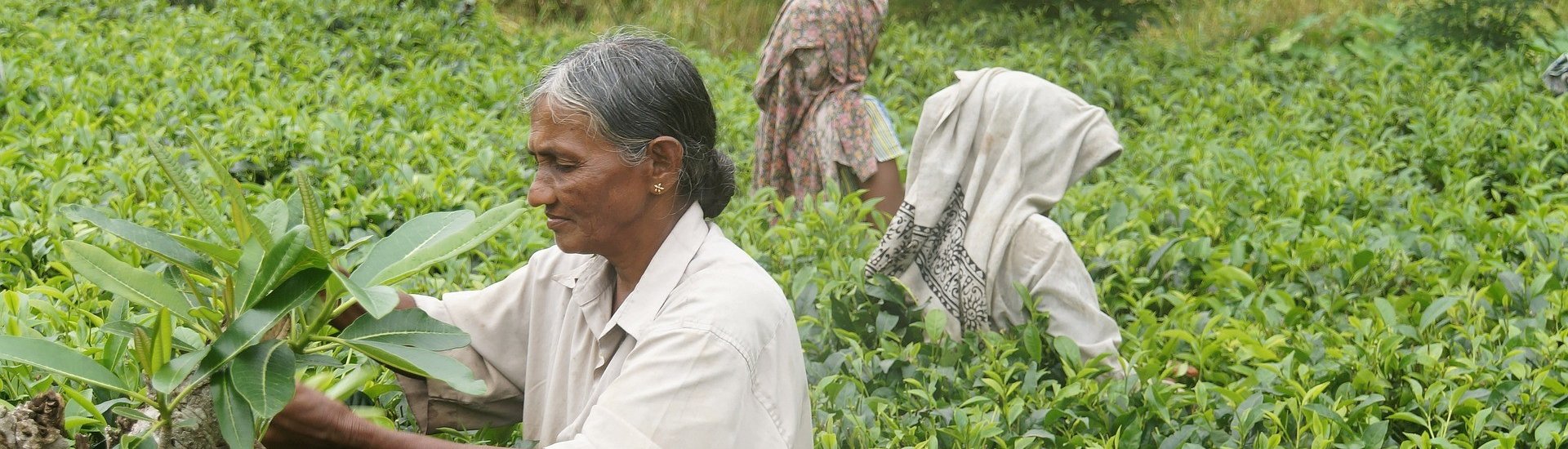 Tea picking