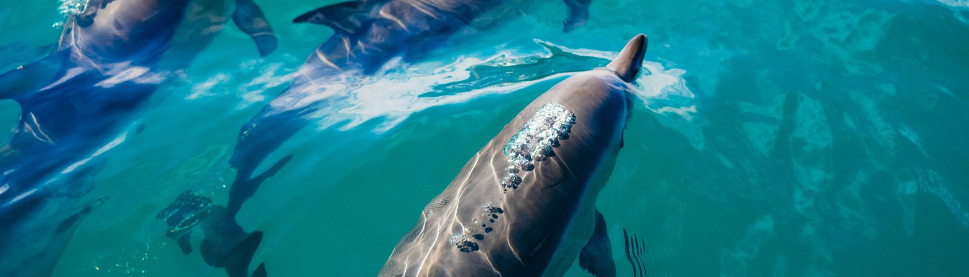 Dolphins
