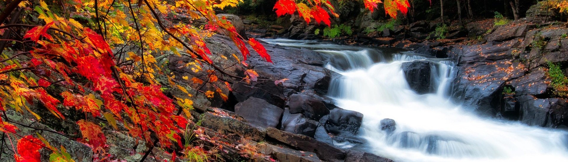 Algonquin
