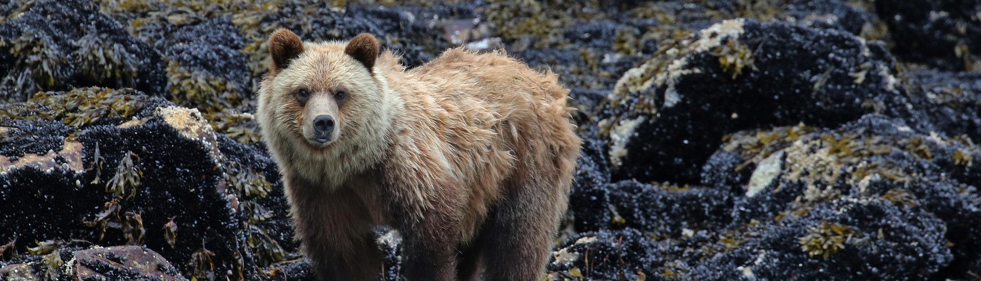 Bear 