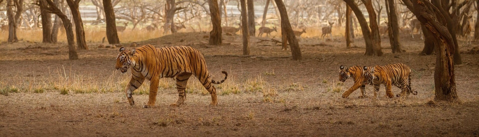 Sundarbans National Park