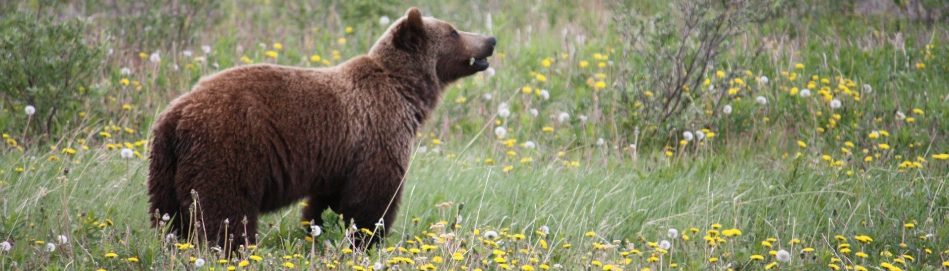Bear