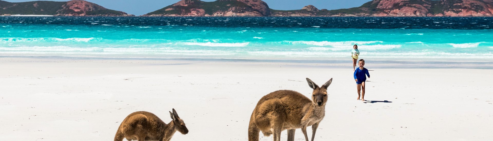 Lucky Bay Kangaroos