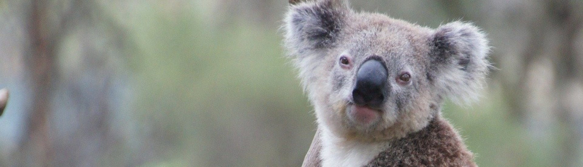 Koala at Phillips Island