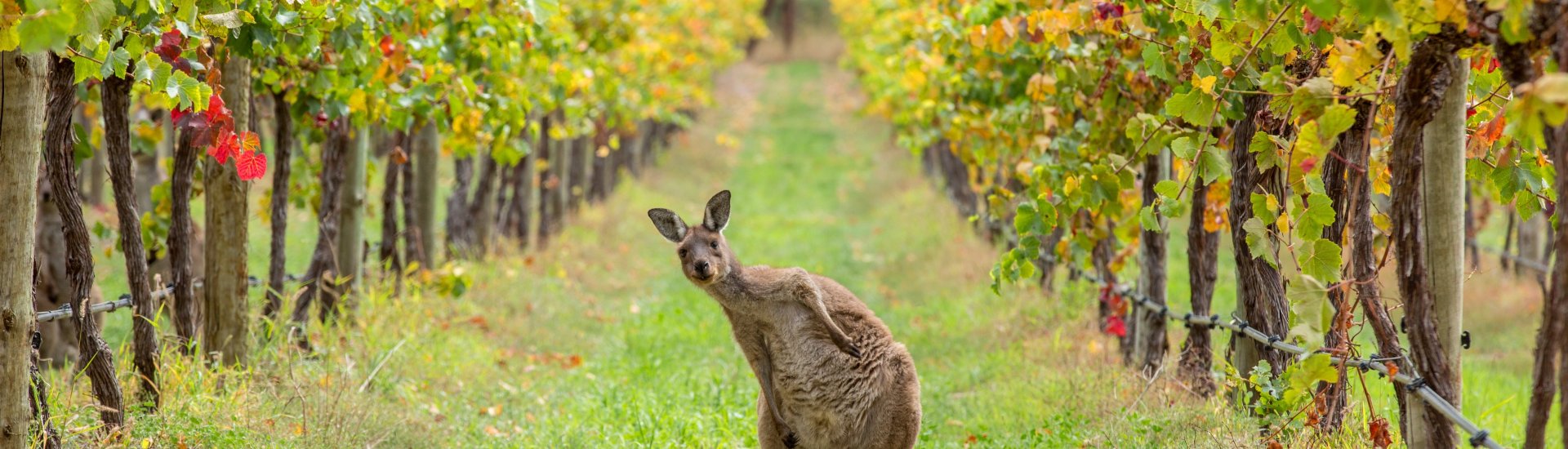 Kangaroo - Tourism Australia