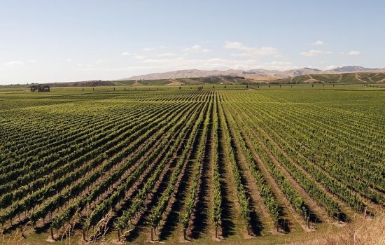 Vineyards of Marlborough