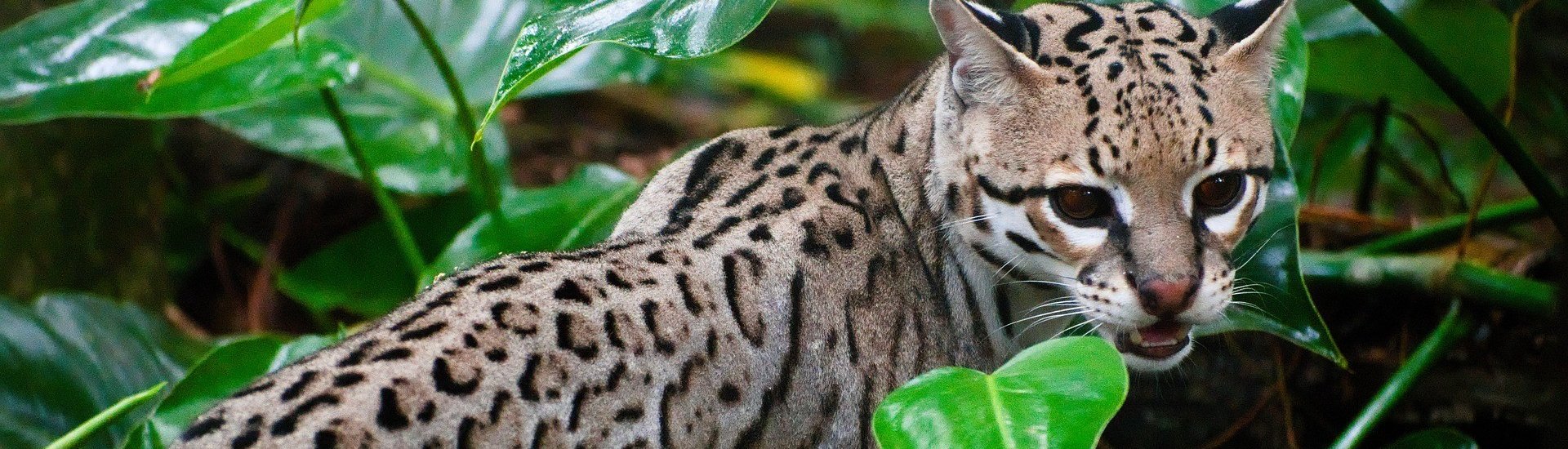 Ocelot