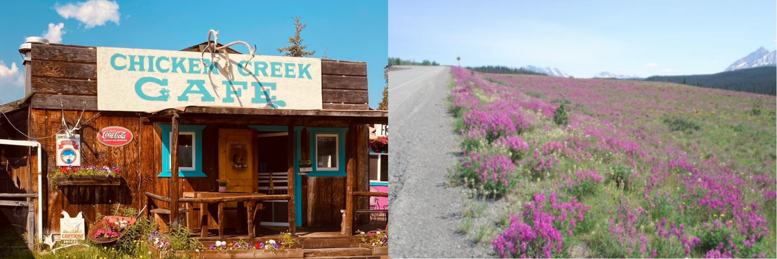 Chicken & Fireweed