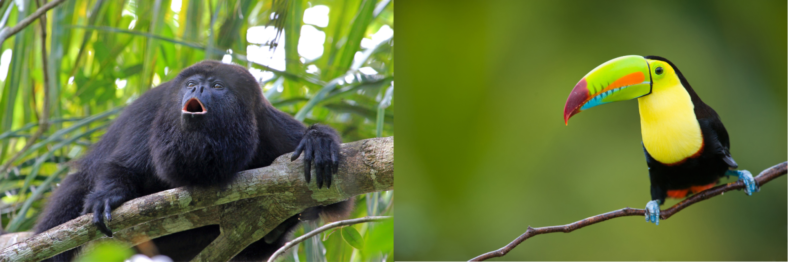 Wildlife in Belize