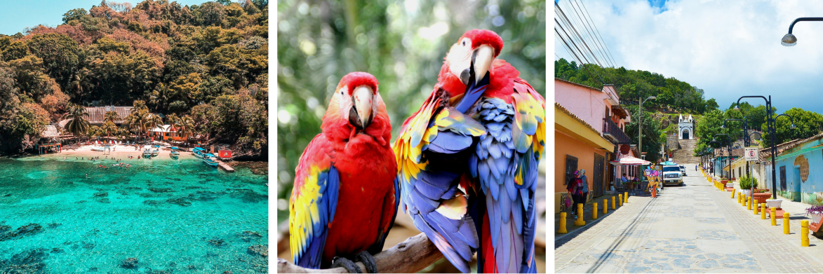 Lively beach, Scarlet Macaws, Rural Street