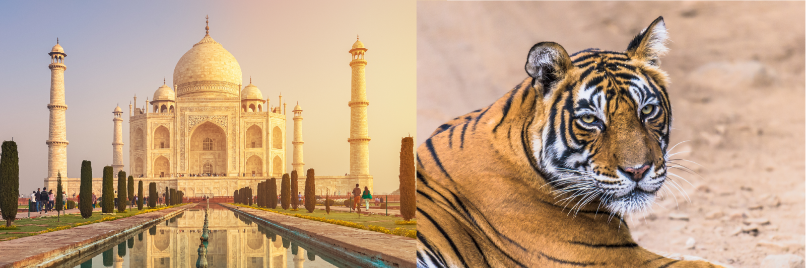 Taj Mahal & Tiger at Ranthambore