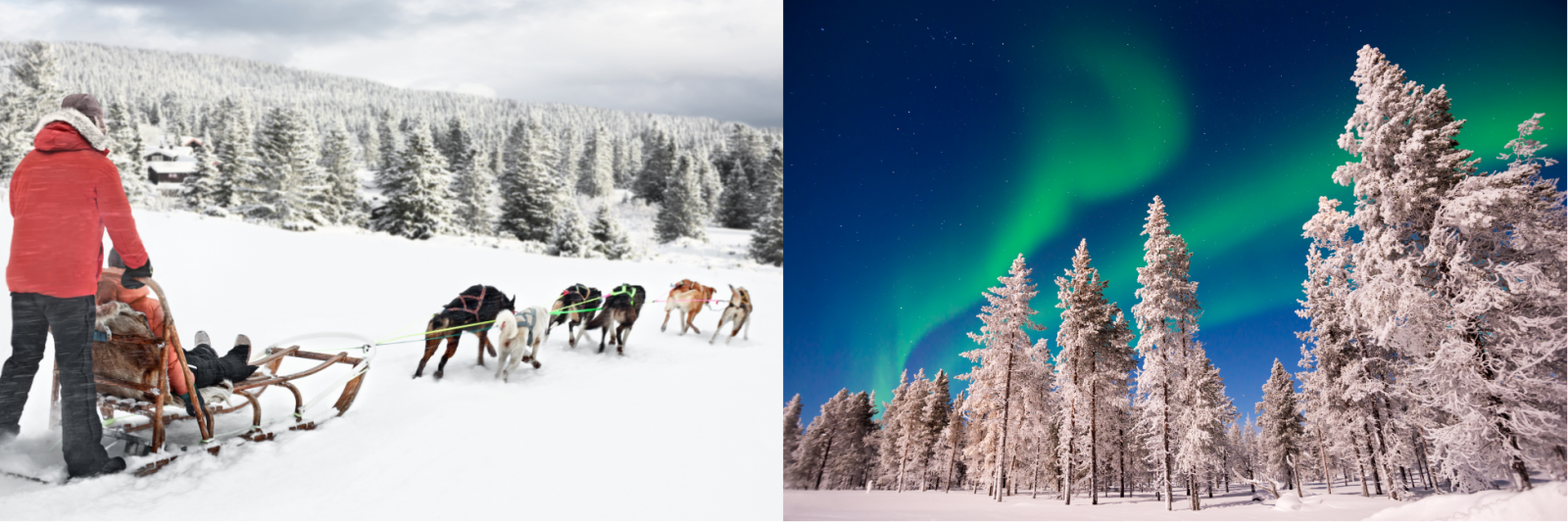 Dog Sledding & Aurora Borealis