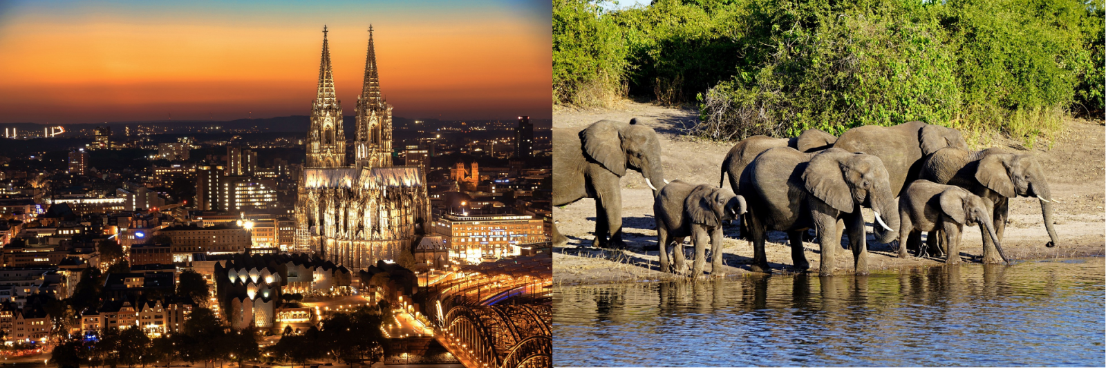 Cologne & Elephants 