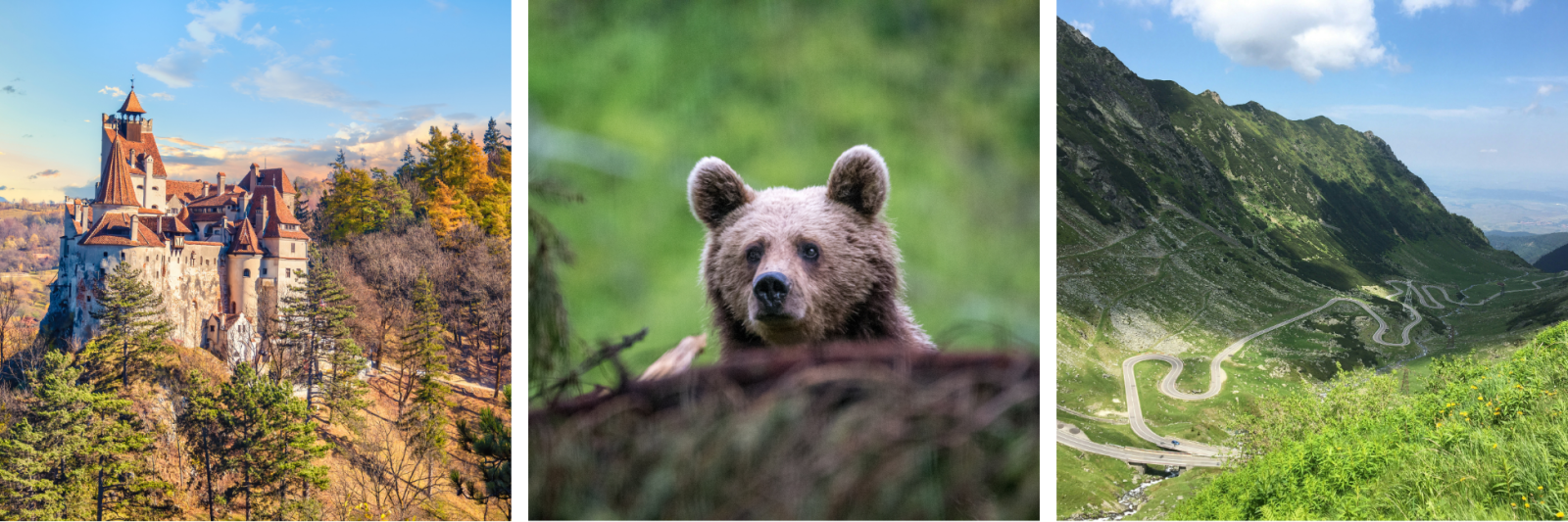 Romania - Bran Castle, Wild bear & Transfagarasan Highway