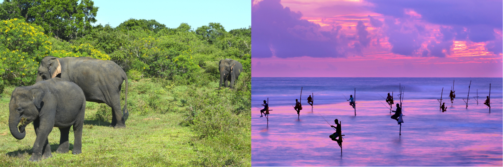 Elephants & stilt fishing