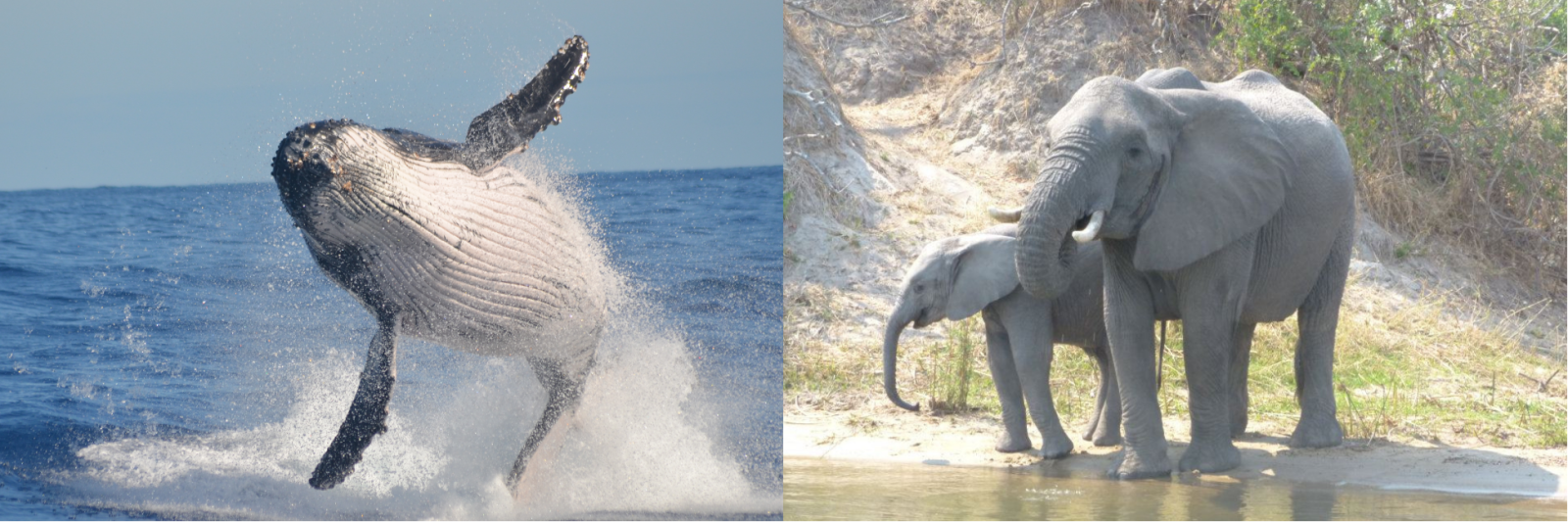 Whale & Elephant