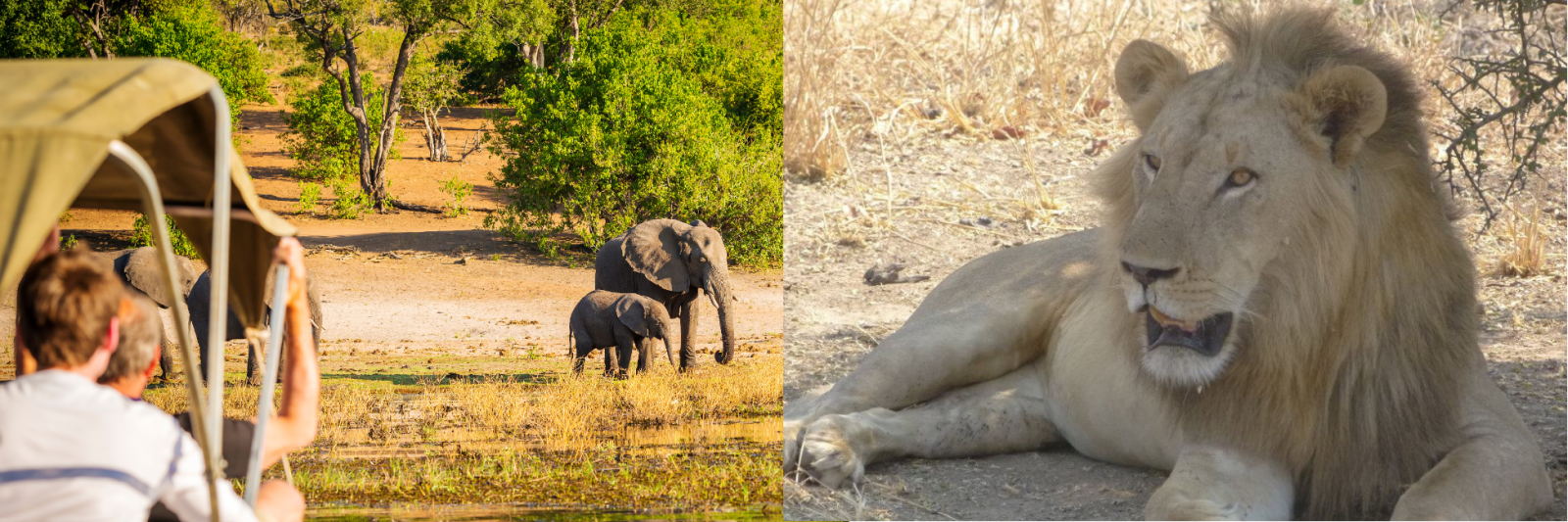 Elephants on safari / Lion relaxing in the shade